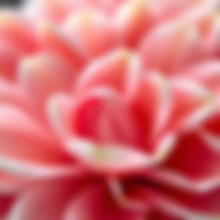 Elegance in Petals Close-up view of delicate petals showcasing color combinations